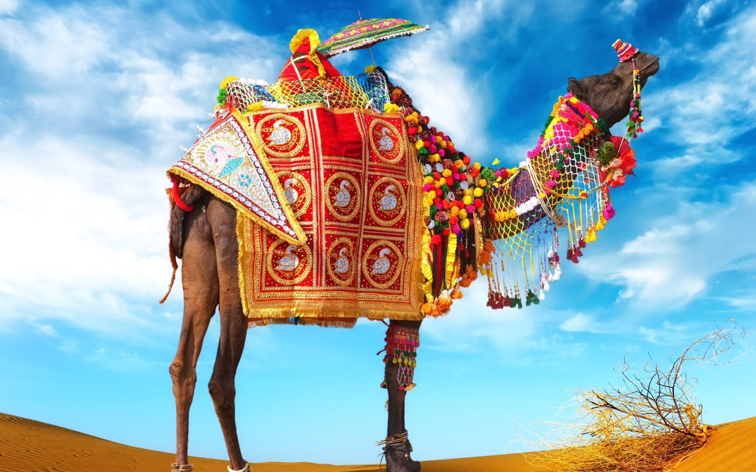 Rajasthan Culture Tours Rajasthan Cultural Holiday Tour Package Rajasthan Culture Tour 